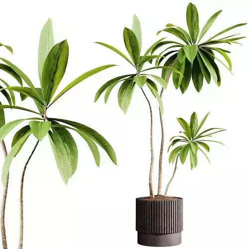 Indoor plants 77 - Plant in pot 3D model