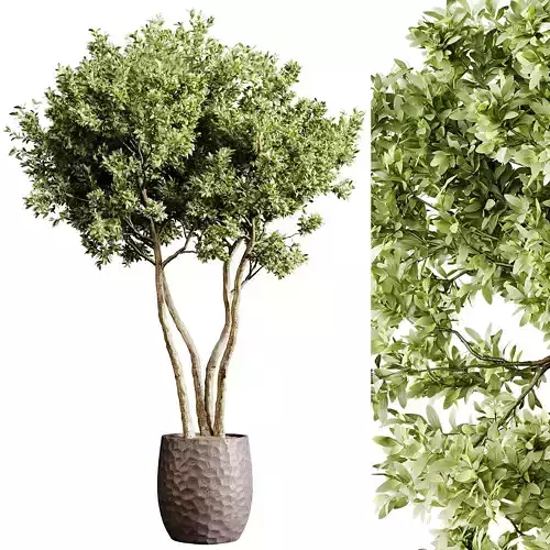Indoor plants 78 - Plant in pot 3D model