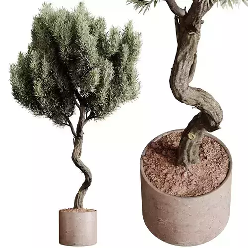 Indoor plants 79 - Plant in pot 3D model