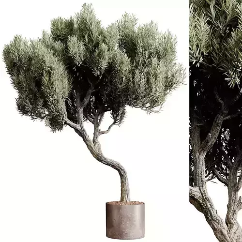  Indoor plants 80 - Plant in pot 3D model
