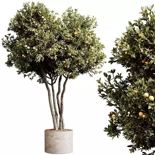 Indoor plants 80 - Plant in pot 3D model