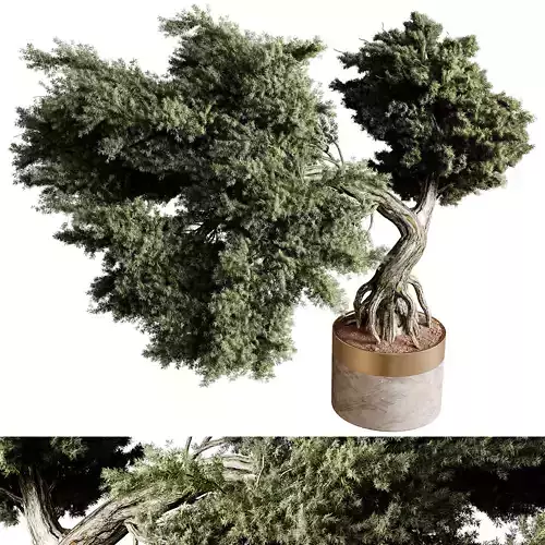 Indoor plants 82 - Plant in pot 3D model