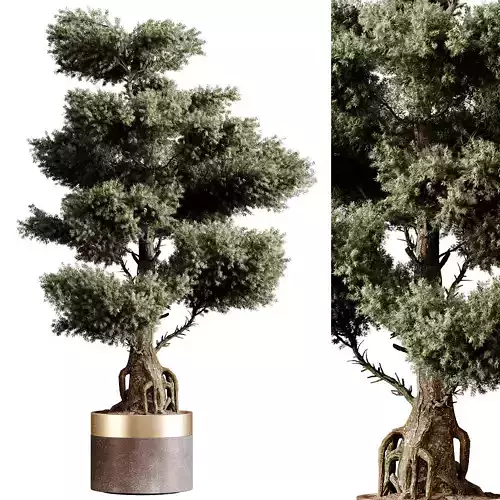 Indoor plants 83 - Plant in pot 3D model