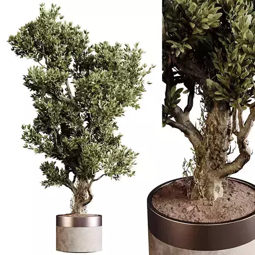 Indoor plants 84 - Plant in pot 3D model