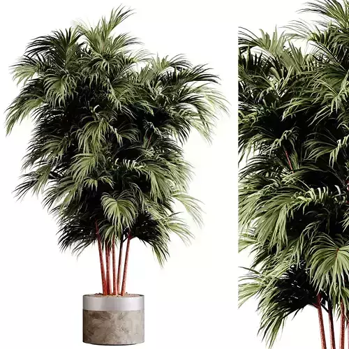 Indoor plants 85 - Plant in pot 3D model