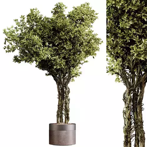 Indoor plants 87 - Plant in pot 3D model