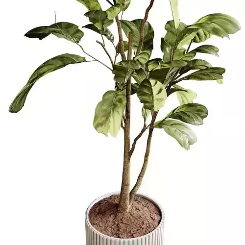 Indoor plants 89 - Plant in pot 3D model