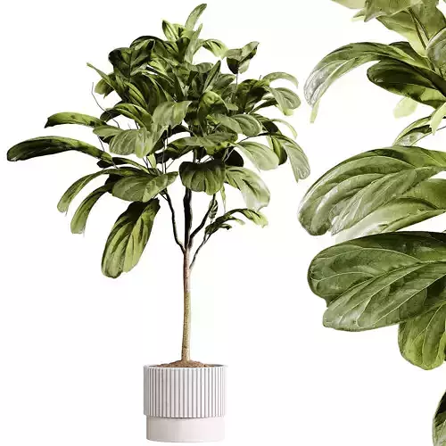 Indoor plants 90 - Plant in pot 3D model
