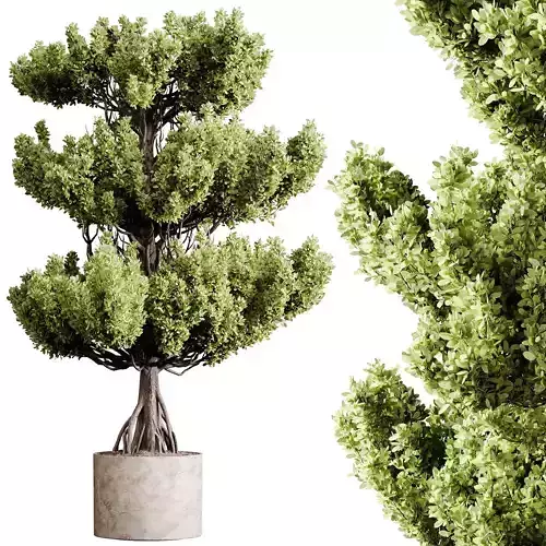 Indoor plants 91 - Plant in pot