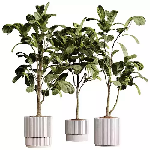 indoor plants 93- plant collections in pot