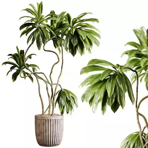 Indoor plants 94-  Plant in pot