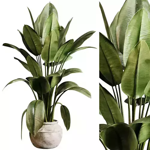 Indoor plants 96 -  Plant in pot