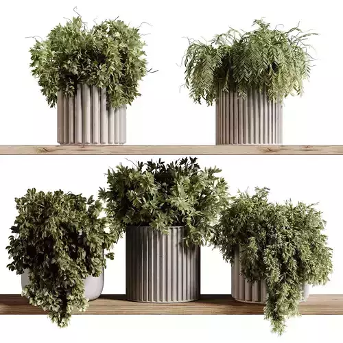 indoor plants 97- Hanging indoor plan