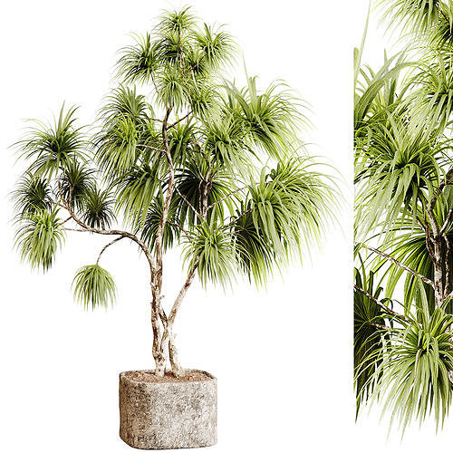 Indoor plants 99 - Plant in pot 3D model