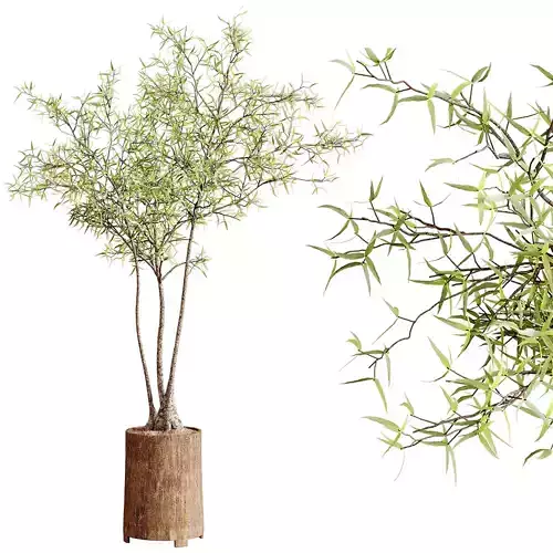 Indoor plants 100 - Plant in pot 3D model