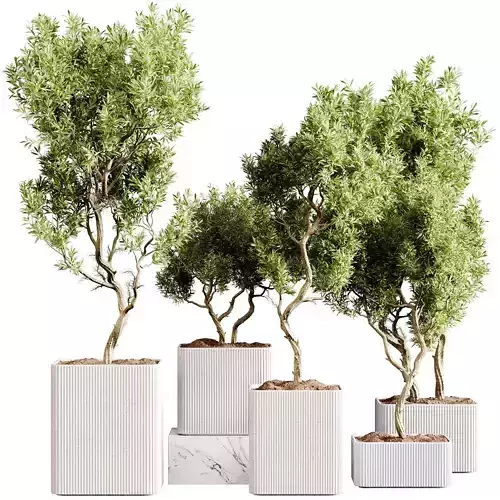 indoor plants 101 - plant collections in pot 3D model