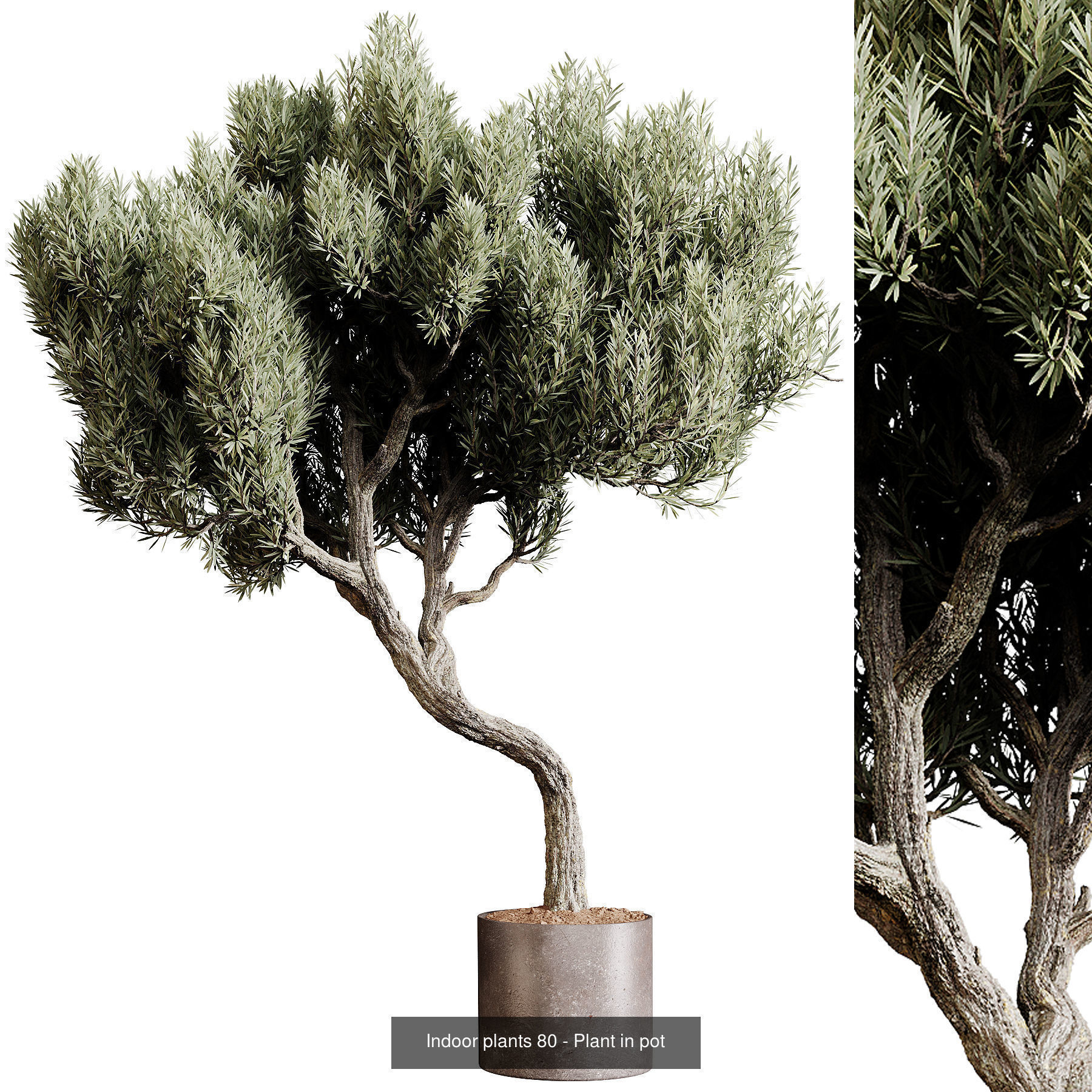 Indoor plants colletion 04 by dii 3D Model Collection_10