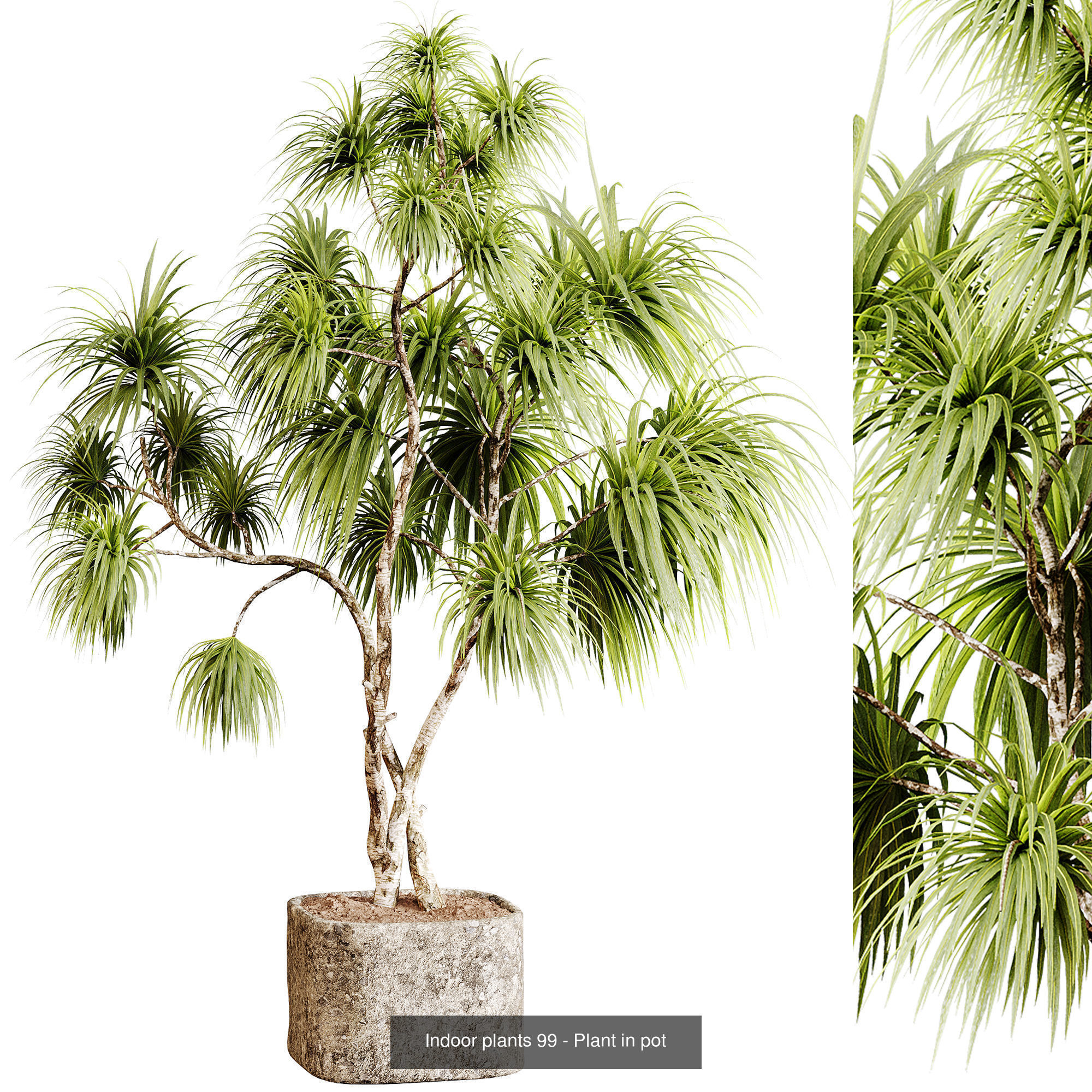 Indoor plants colletion 04 by dii 3D Model Collection_26