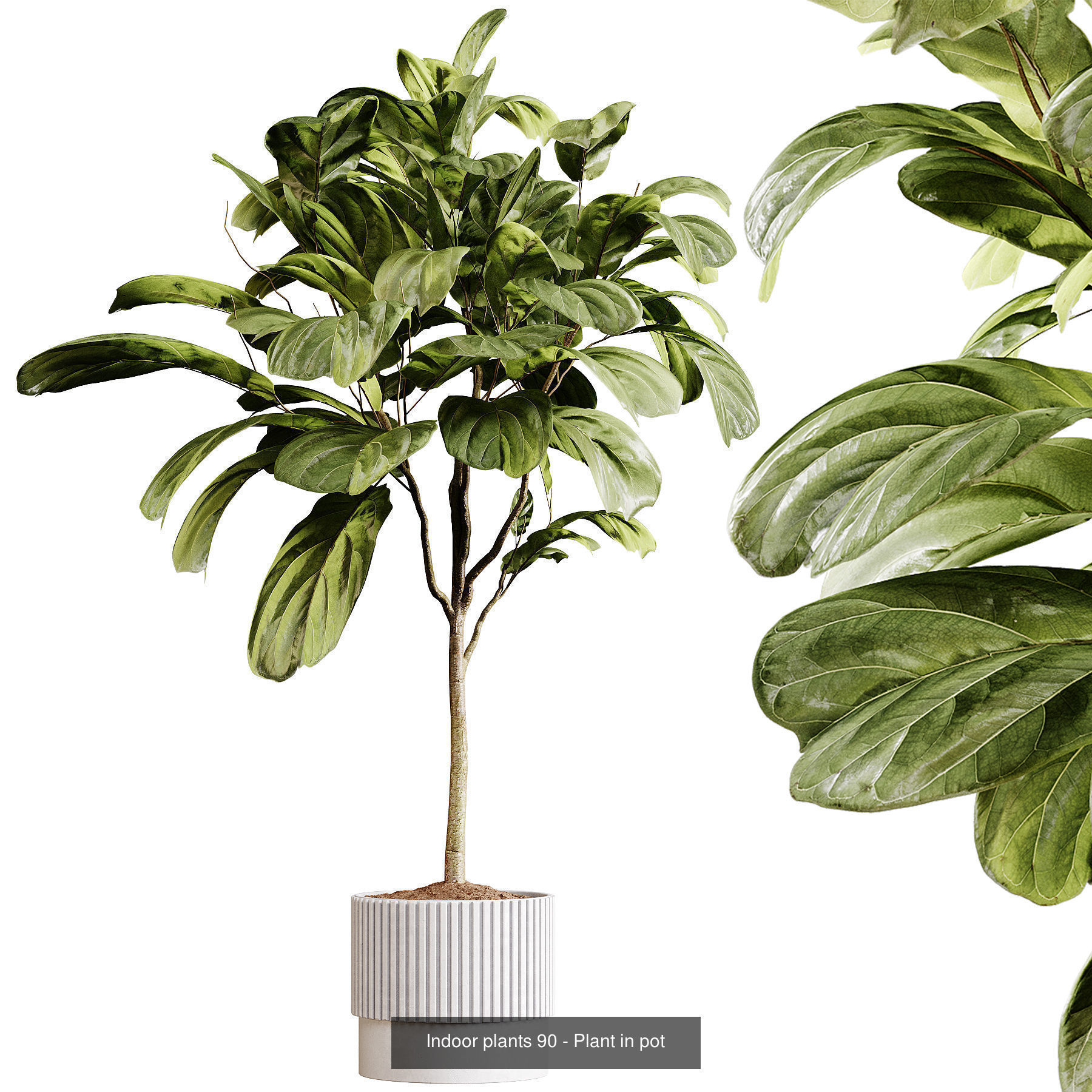 Indoor plants colletion 04 by dii 3D Model Collection_20