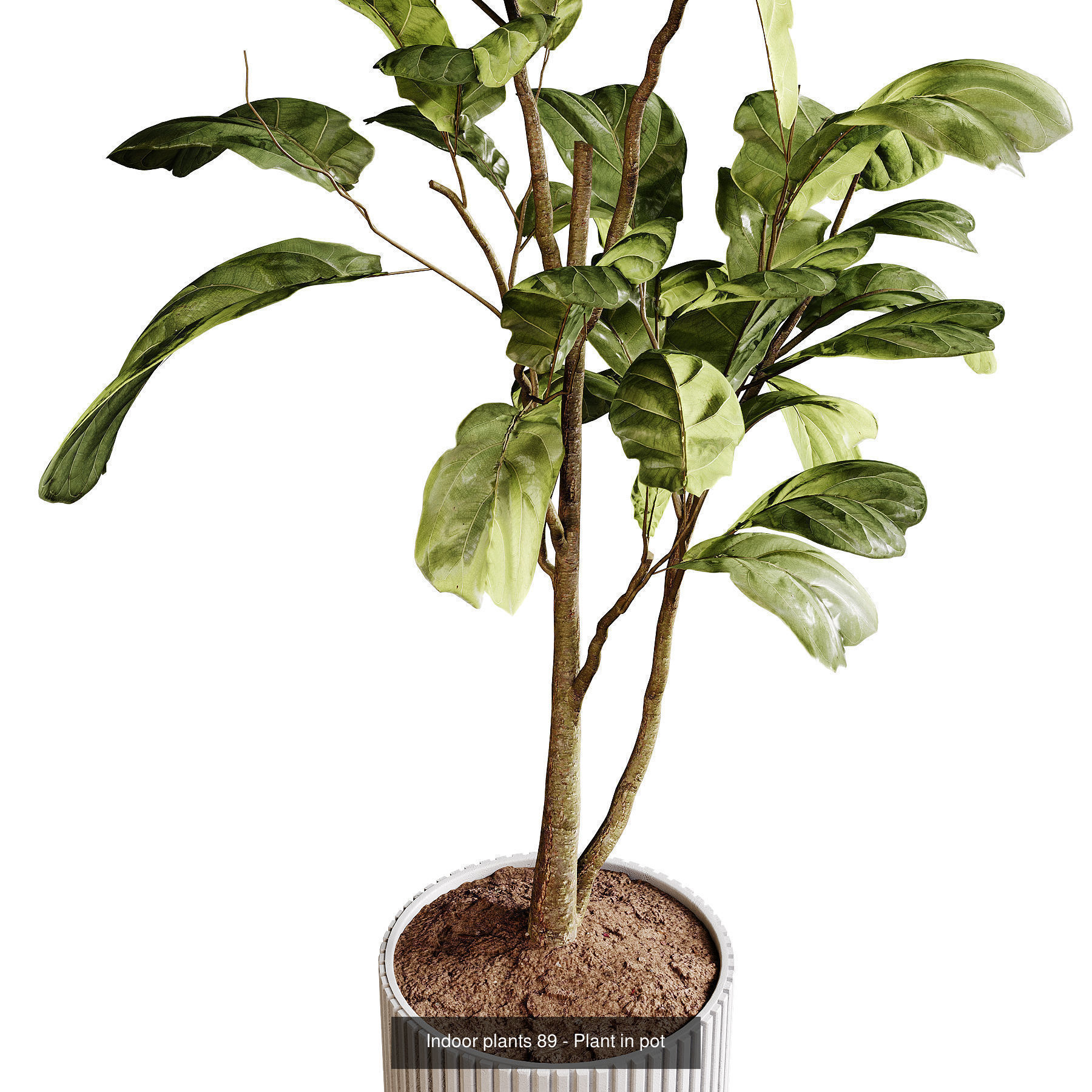 Indoor plants colletion 04 by dii 3D Model Collection_19