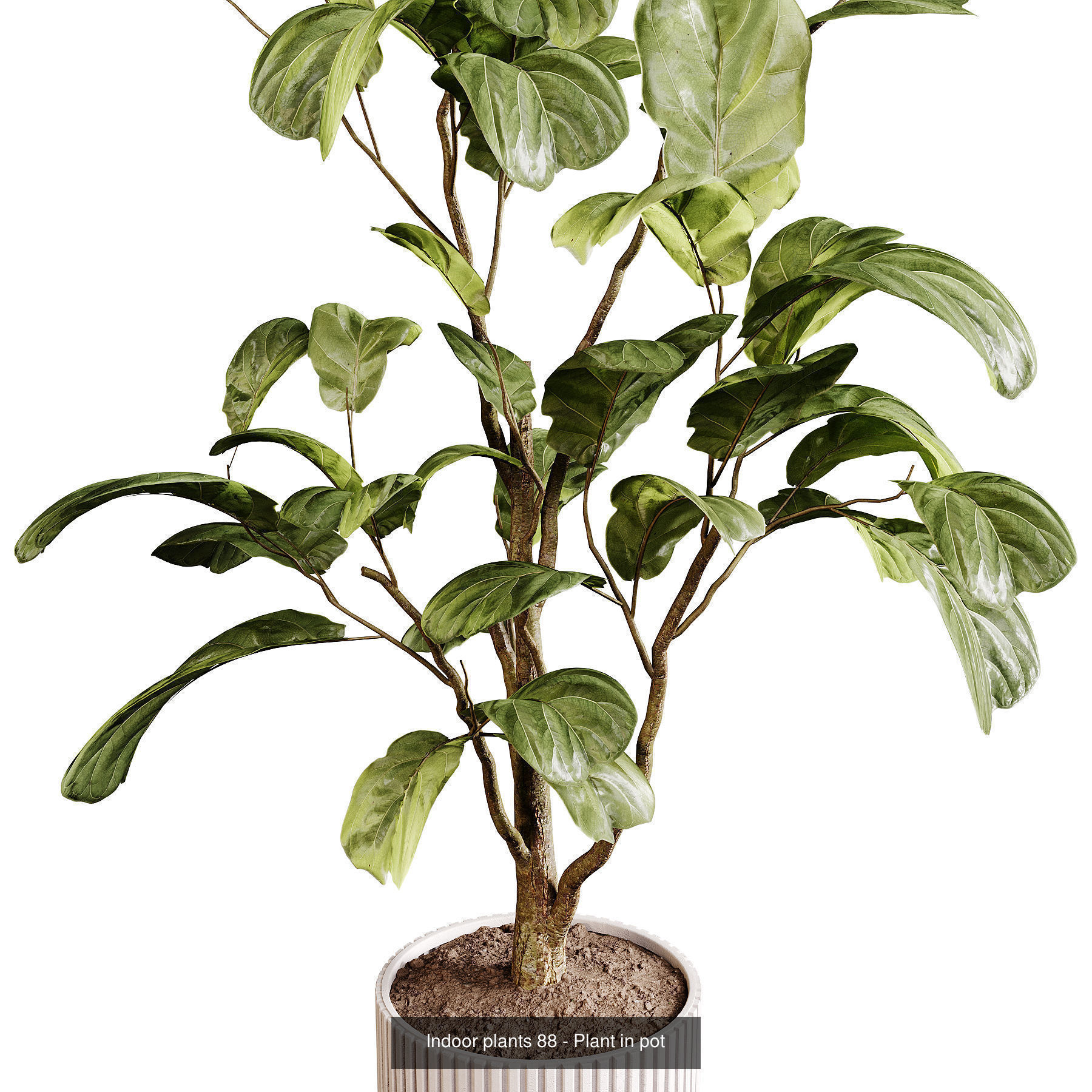 Indoor plants colletion 04 by dii 3D Model Collection_18