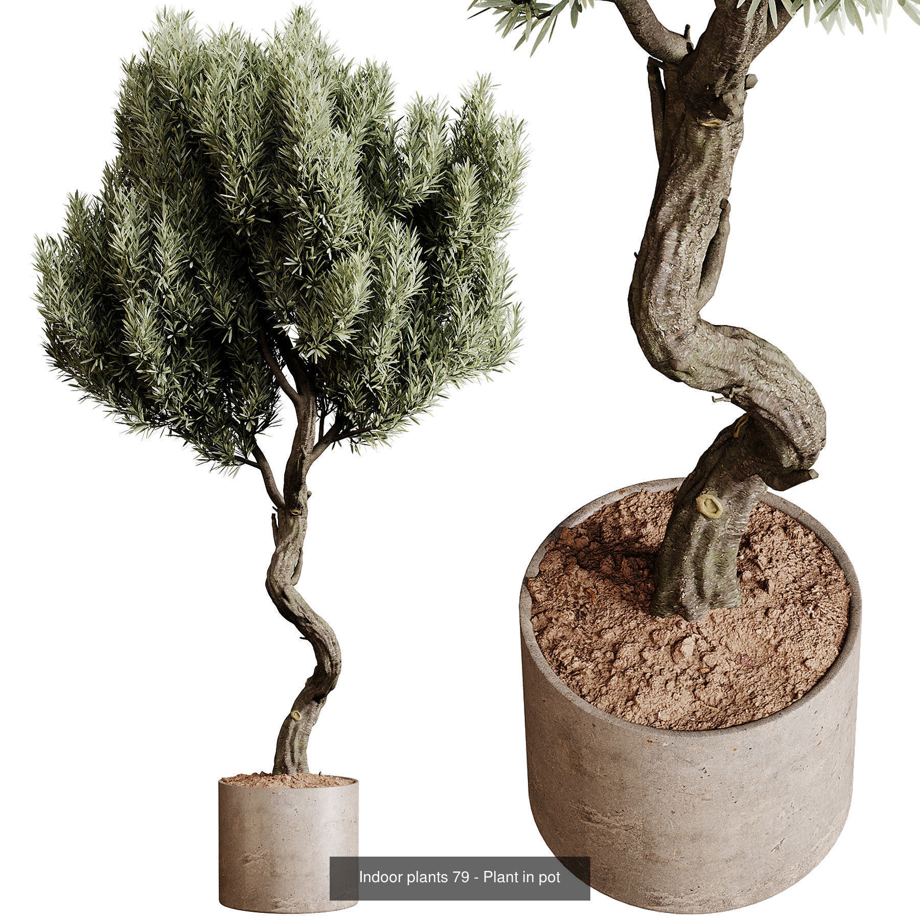 Indoor plants colletion 04 by dii 3D Model Collection_9