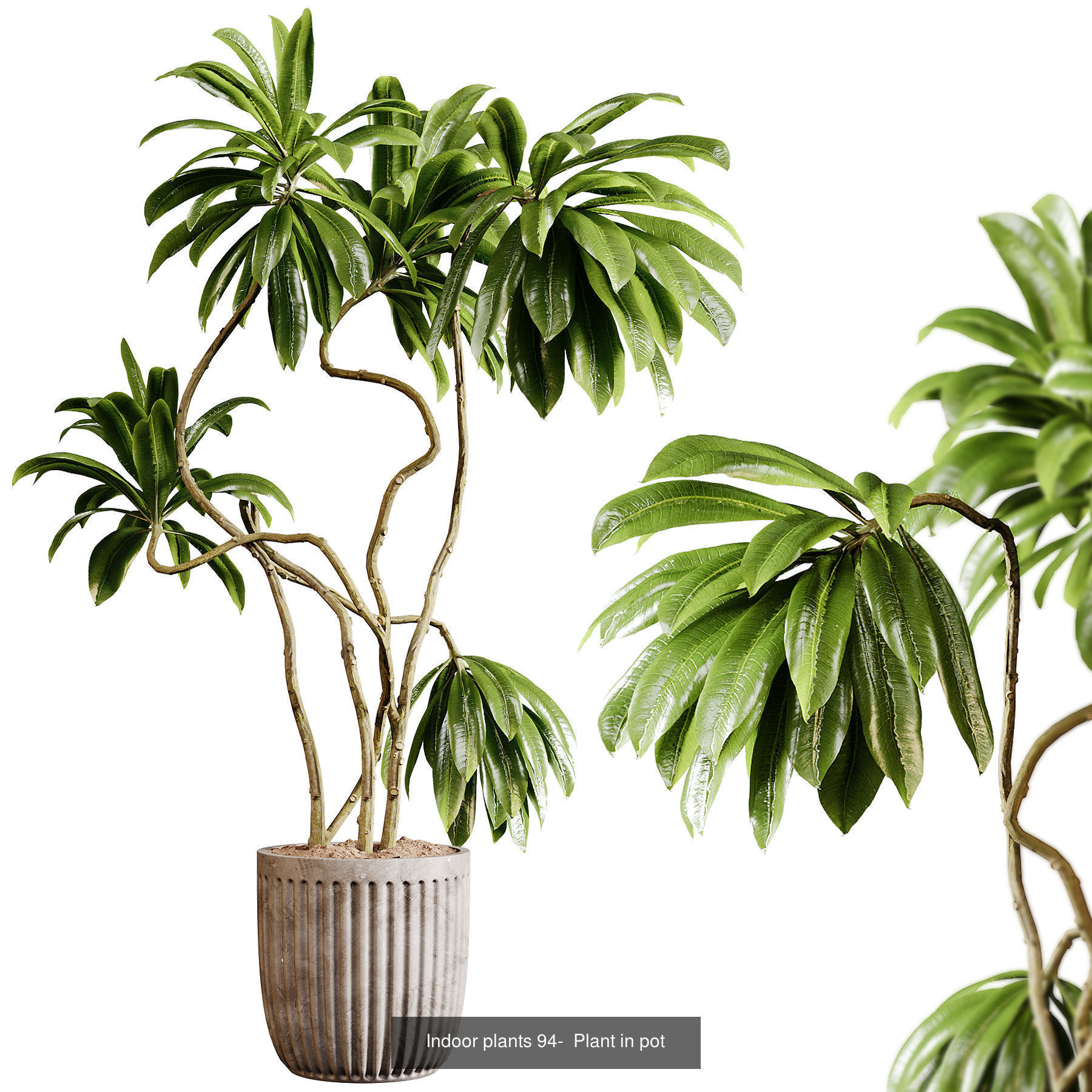 Indoor plants colletion 04 by dii 3D Model Collection_23