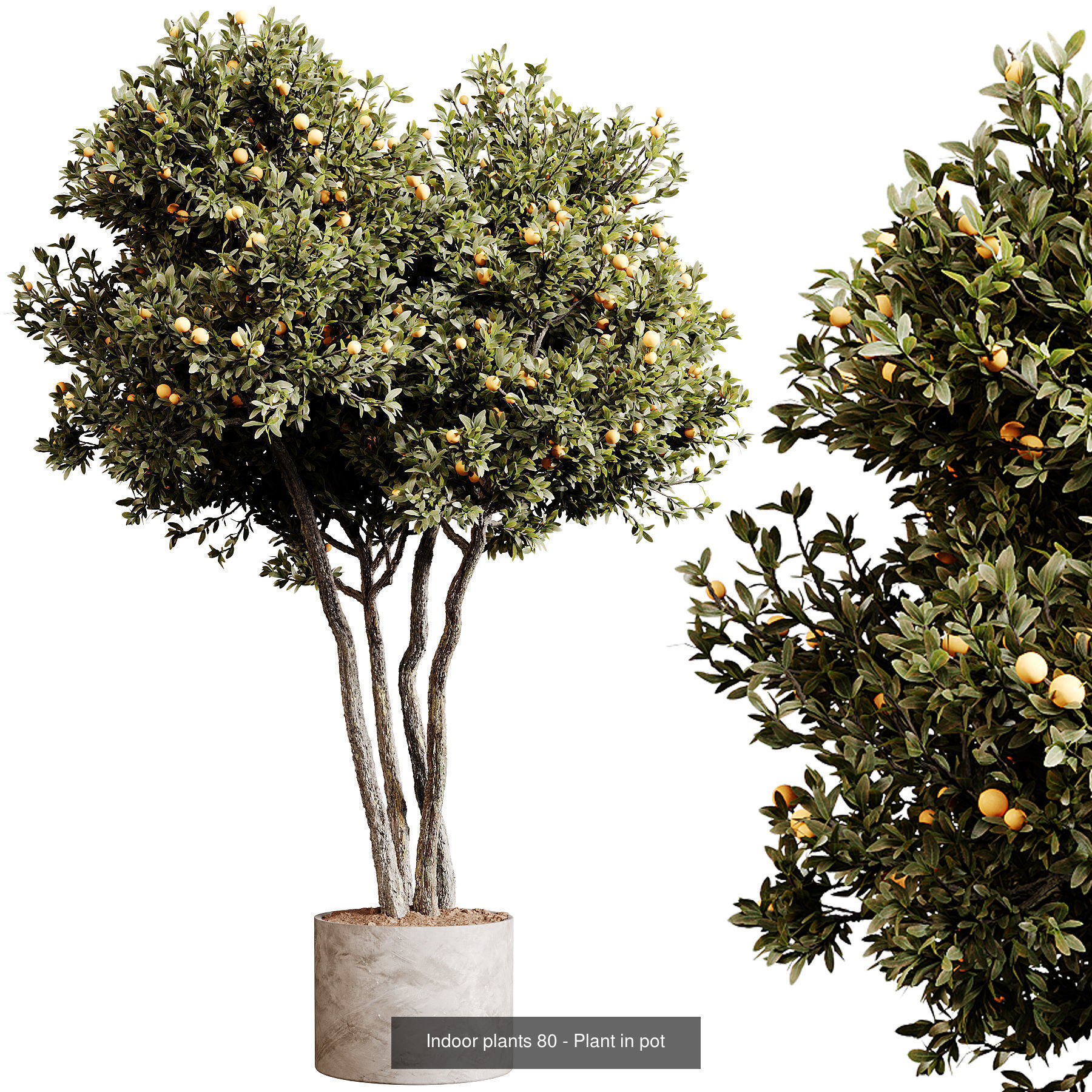 Indoor plants colletion 04 by dii 3D Model Collection_11