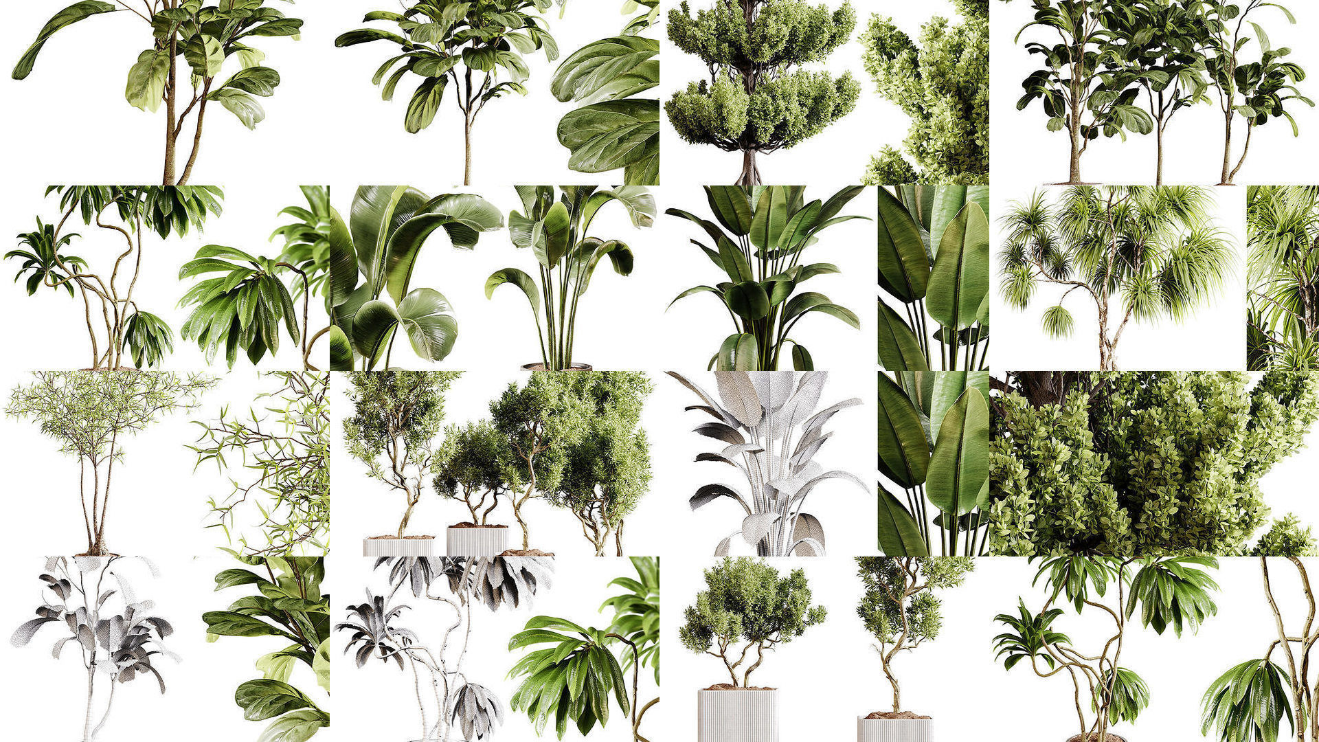 Indoor plants colletion 04 by dii 3D Model Collection_1