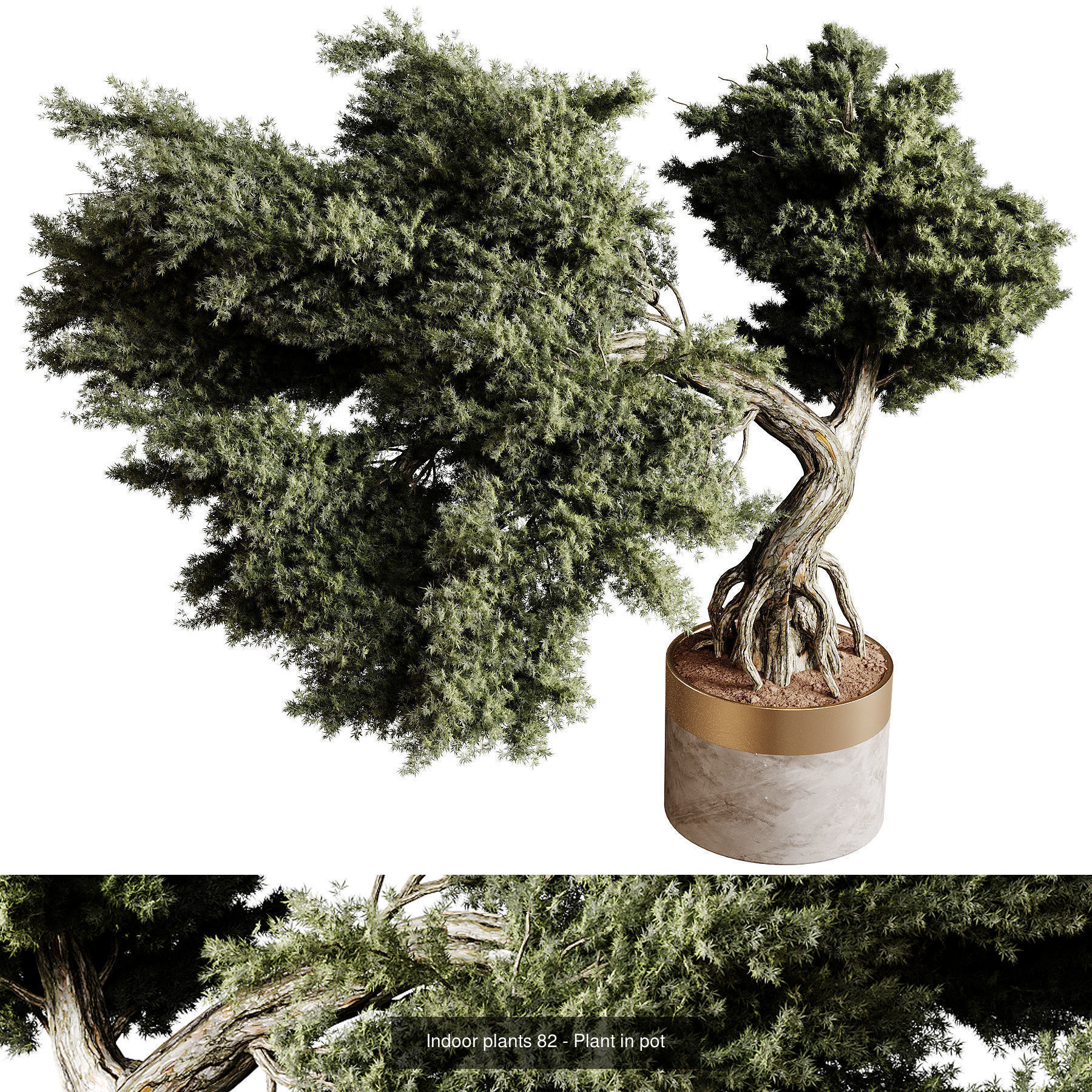 Indoor plants colletion 04 by dii 3D Model Collection_12