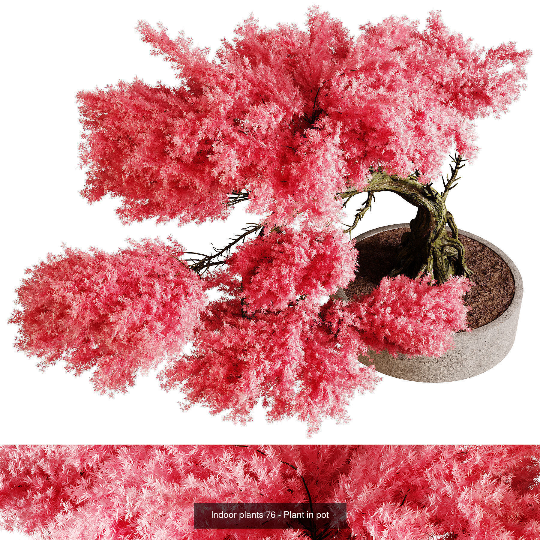 Indoor plants colletion 04 by dii 3D Model Collection_6