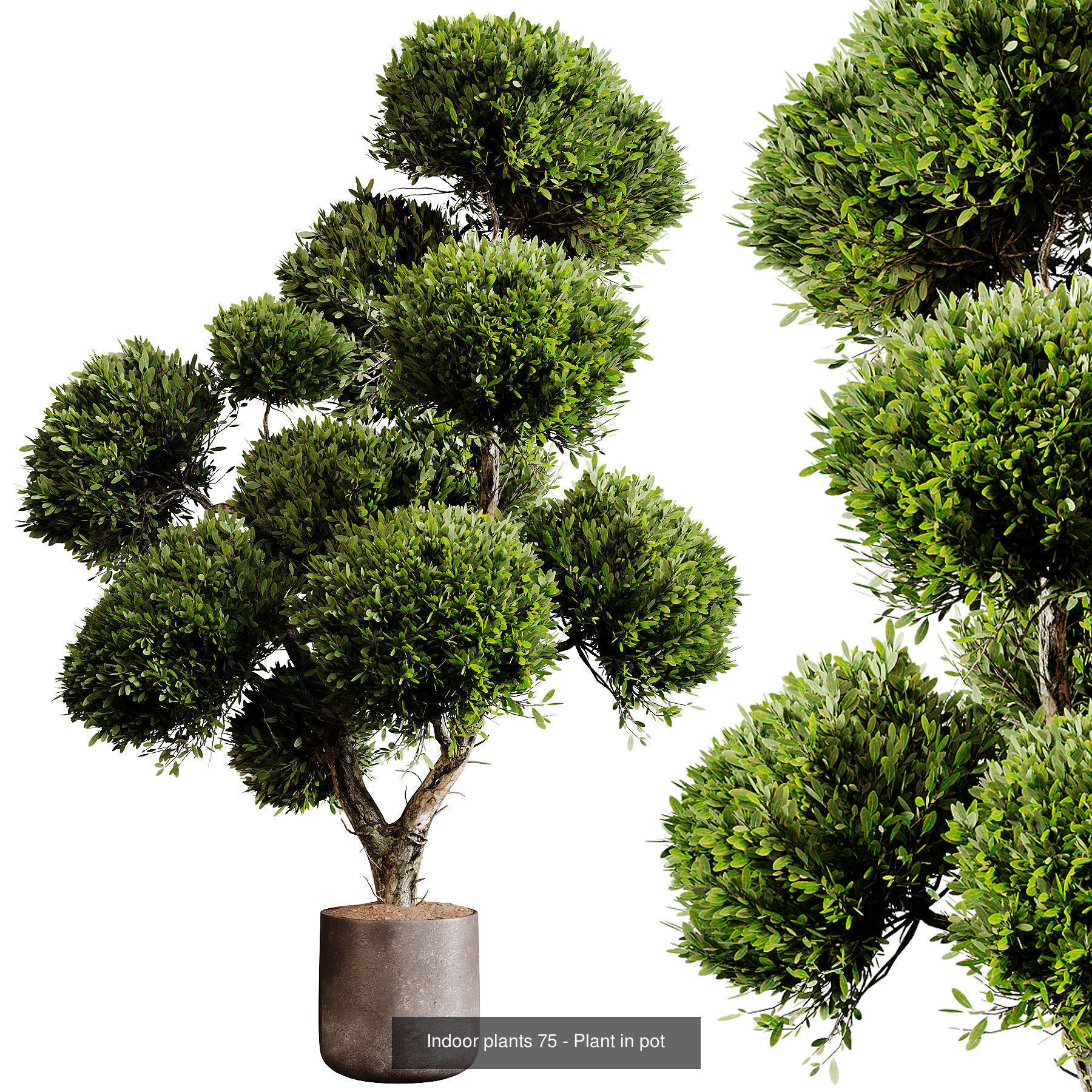 Indoor plants colletion 04 by dii 3D Model Collection_5