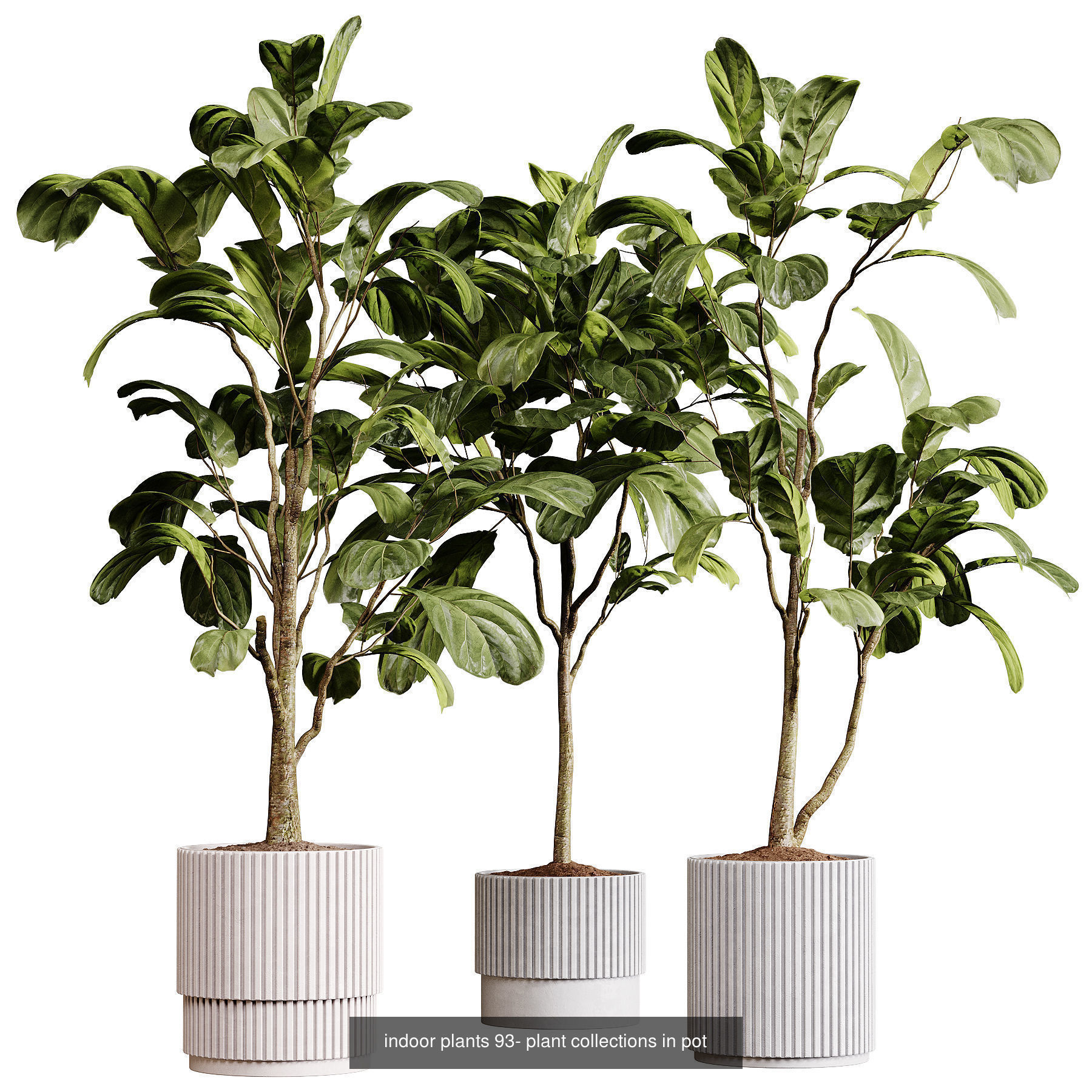 Indoor plants colletion 04 by dii 3D Model Collection_22