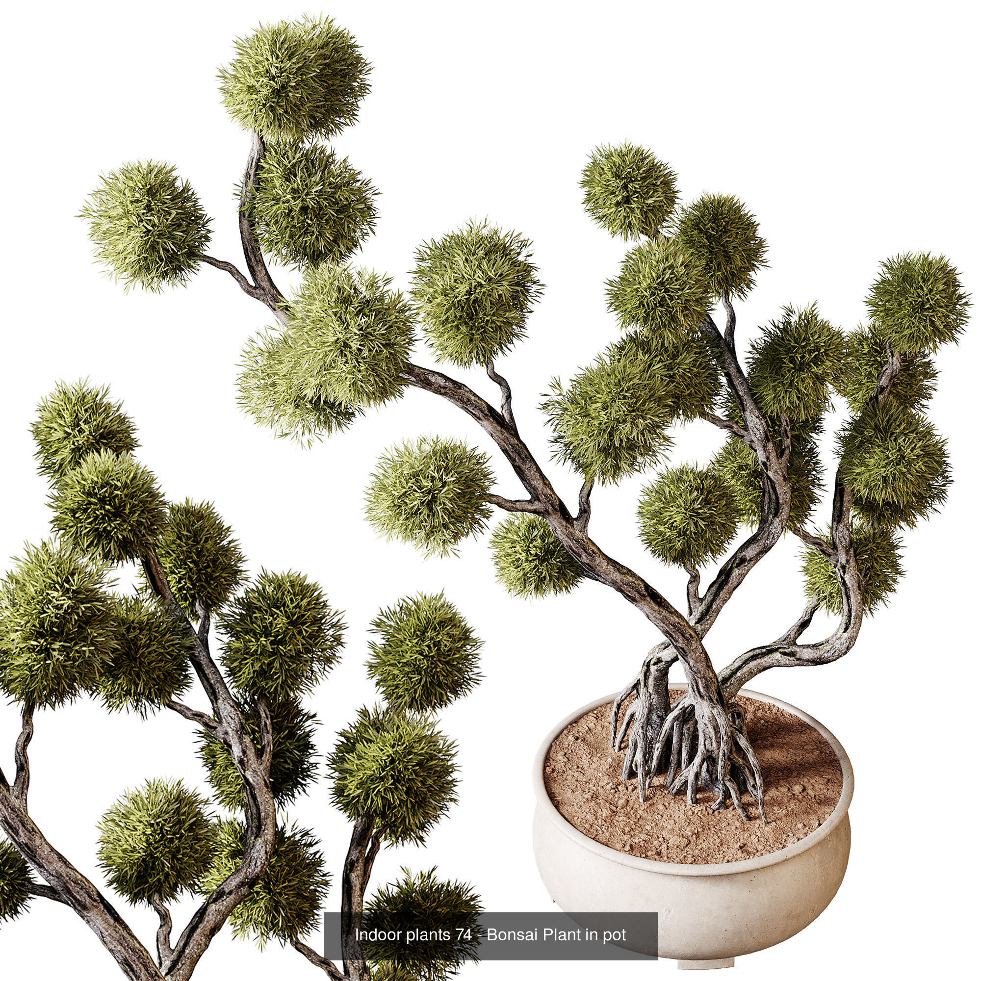 Indoor plants colletion 04 by dii 3D Model Collection_4