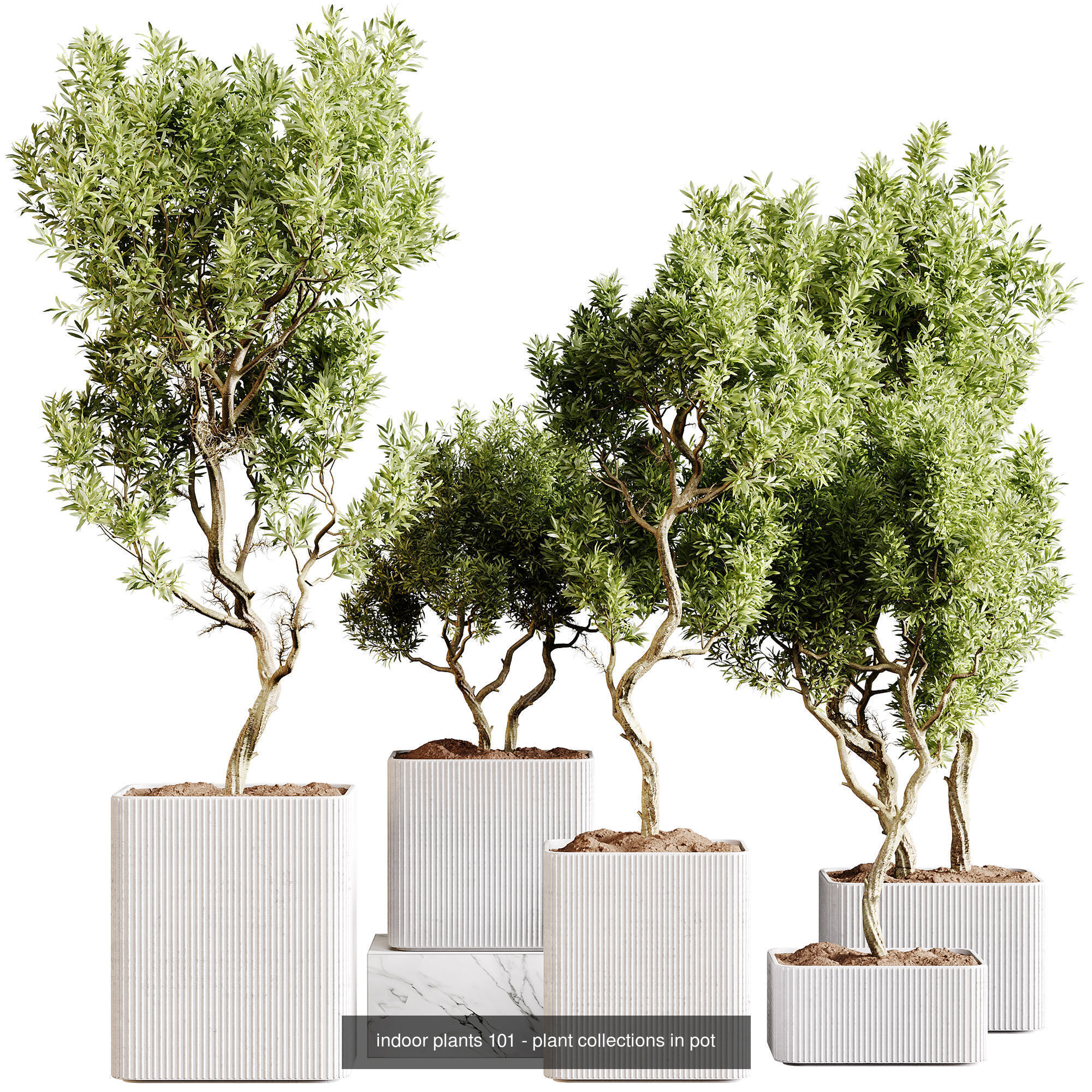 Indoor plants colletion 04 by dii 3D Model Collection_28