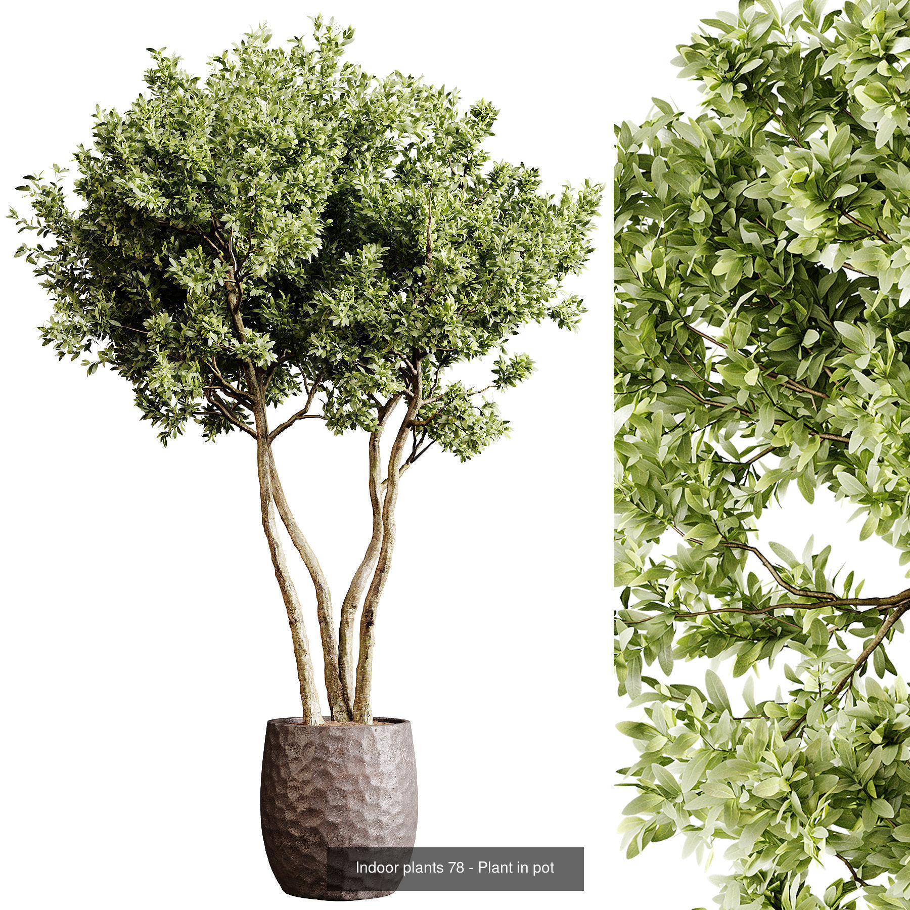 Indoor plants colletion 04 by dii 3D Model Collection_8