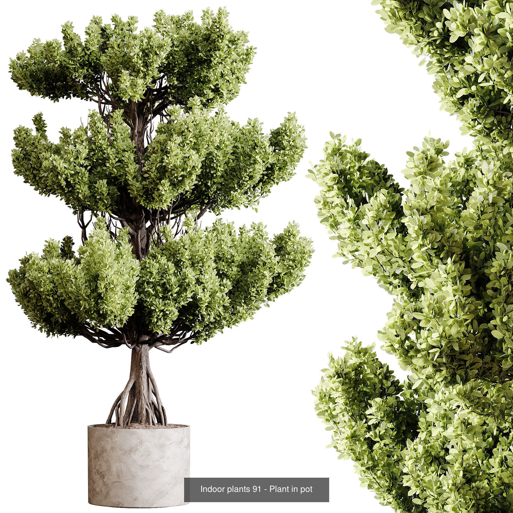 Indoor plants colletion 04 by dii 3D Model Collection_21