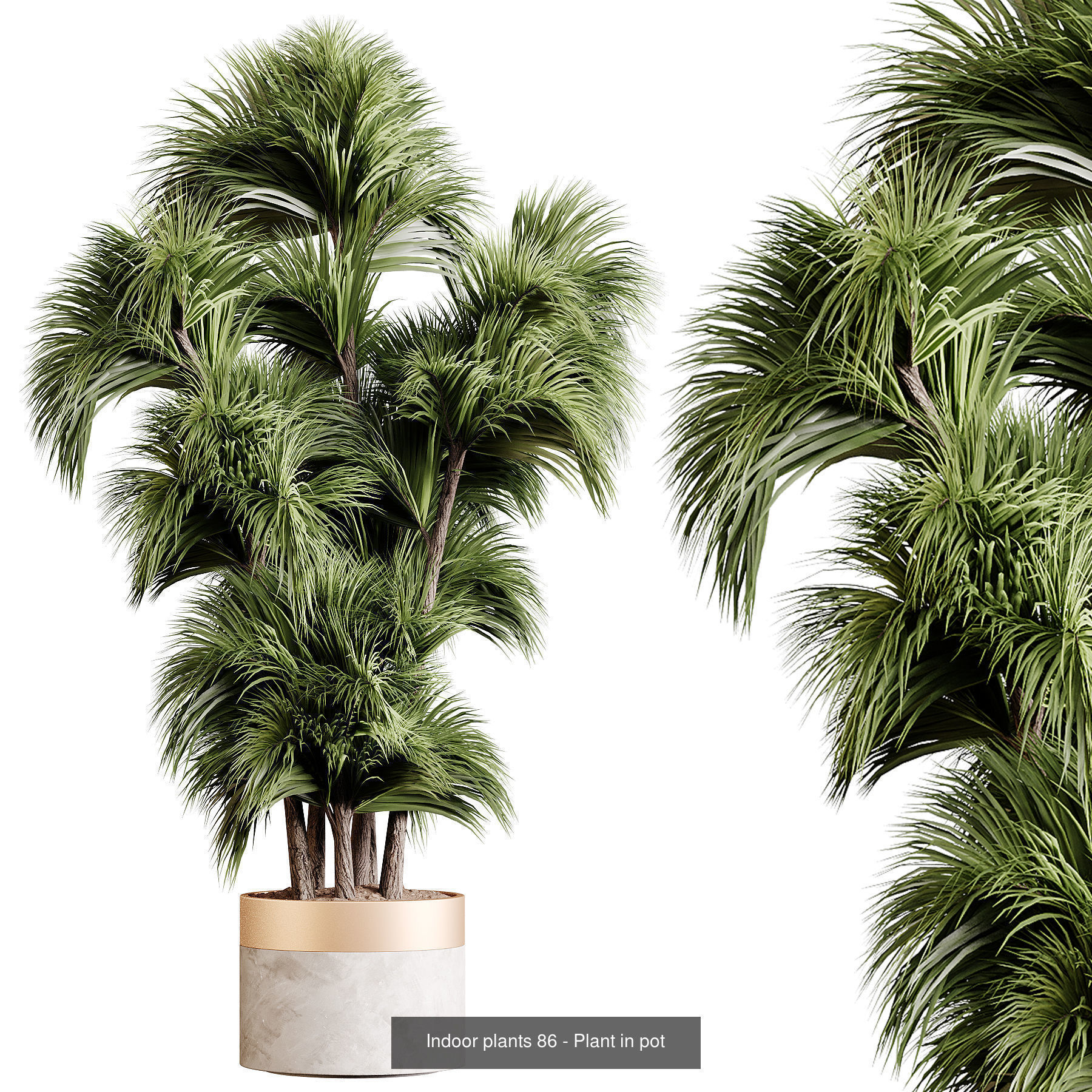 Indoor plants colletion 04 by dii 3D Model Collection_16