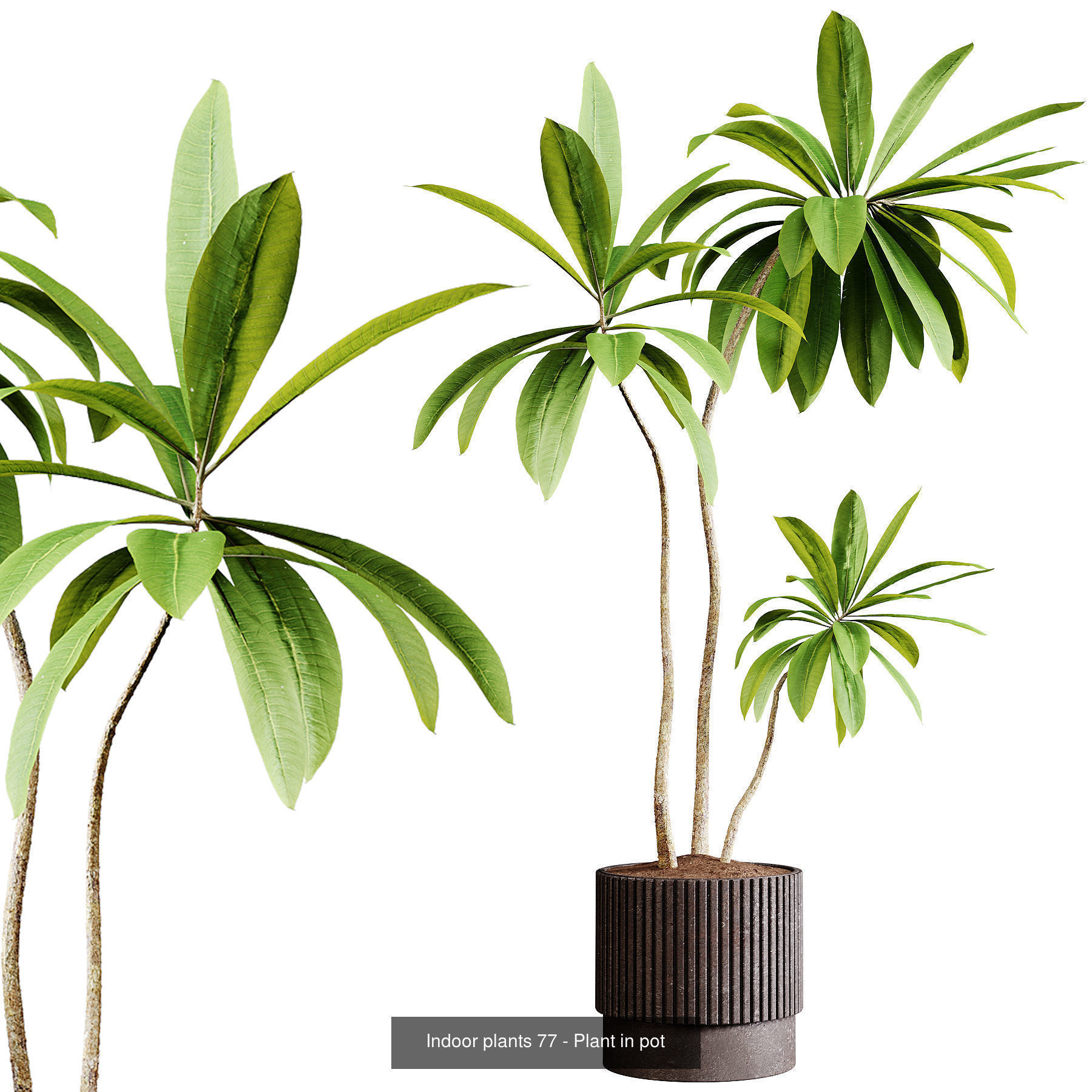 Indoor plants colletion 04 by dii 3D Model Collection_7