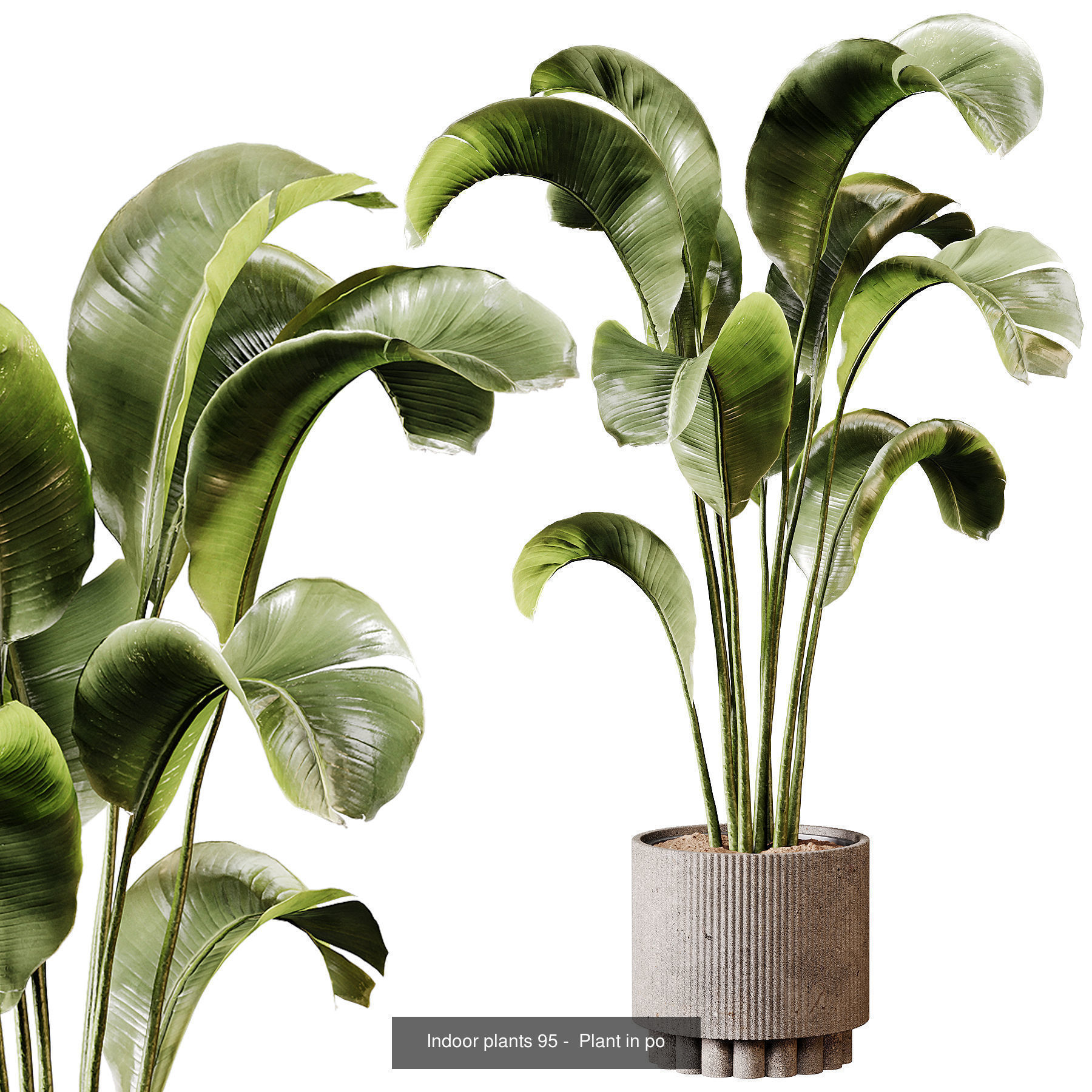 Indoor plants colletion 04 by dii 3D Model Collection_24
