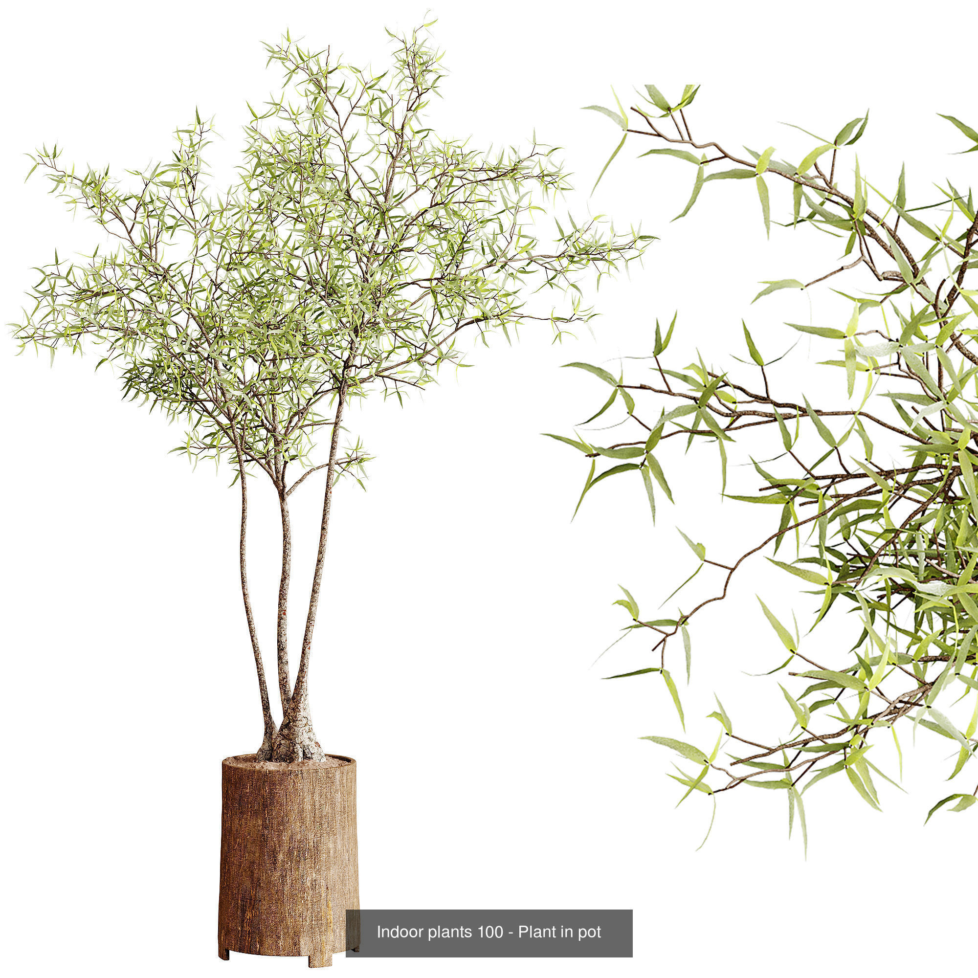 Indoor plants colletion 04 by dii 3D Model Collection_27