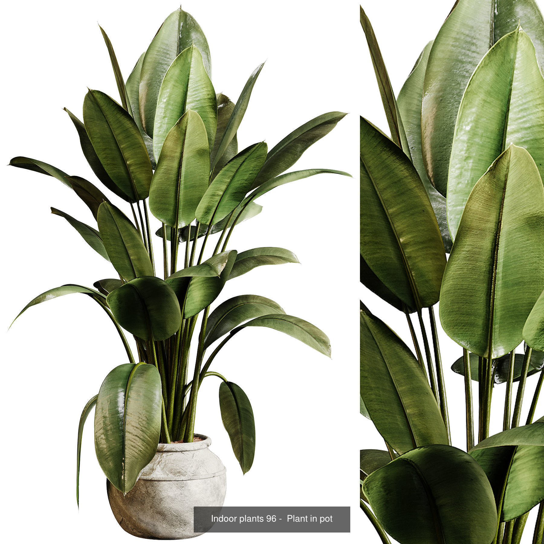 Indoor plants colletion 04 by dii 3D Model Collection_25