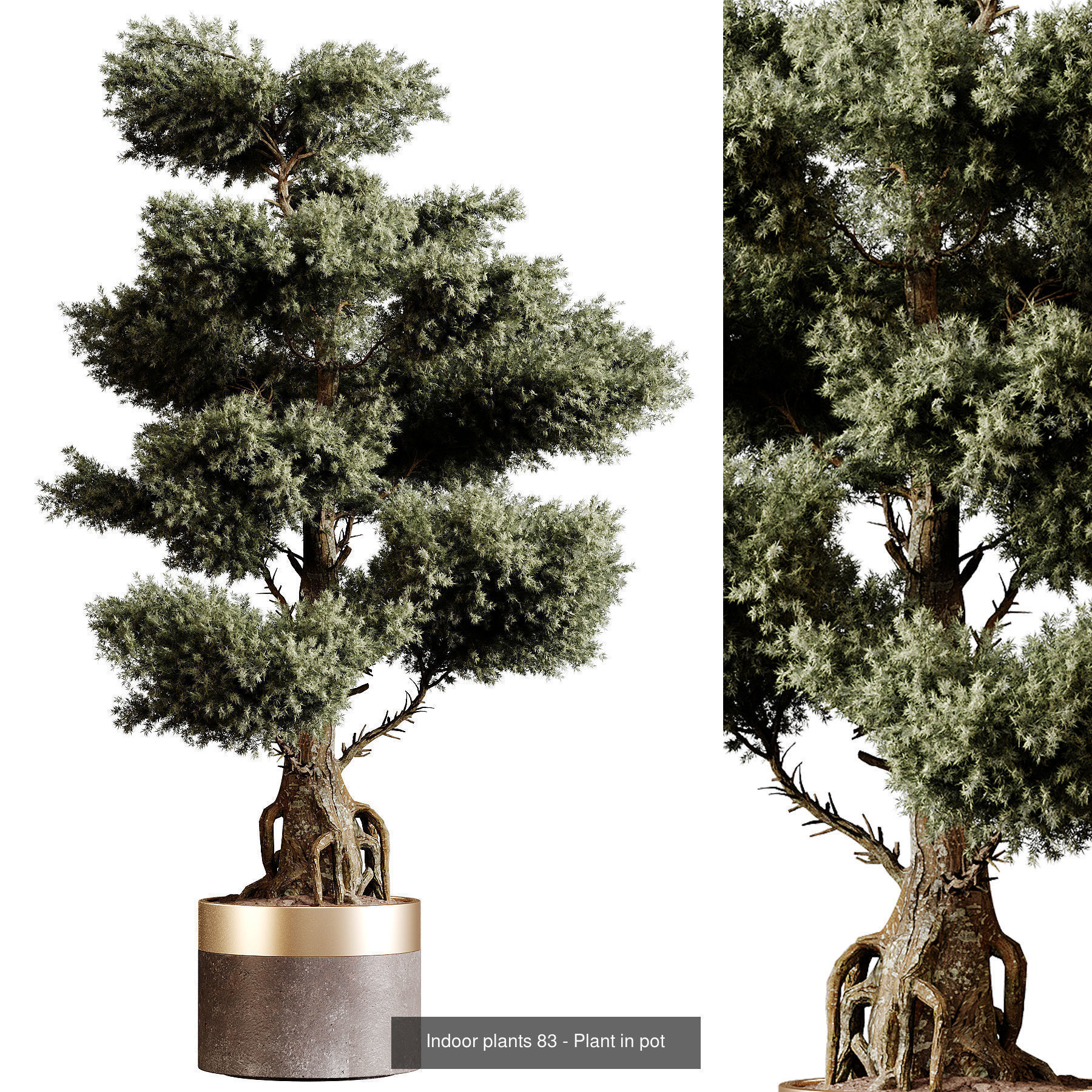 Indoor plants colletion 04 by dii 3D Model Collection_13