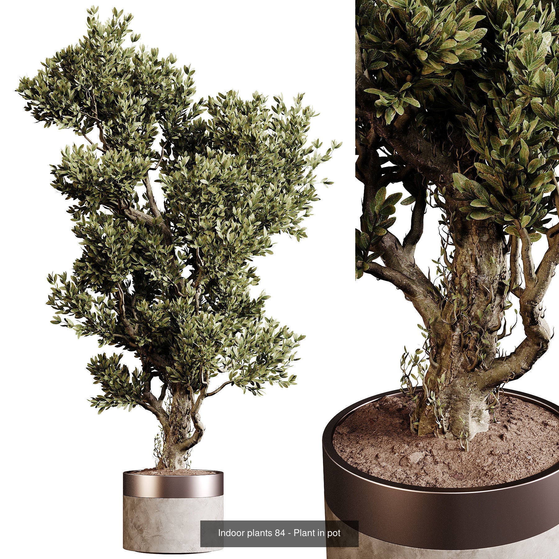 Indoor plants colletion 04 by dii 3D Model Collection_14