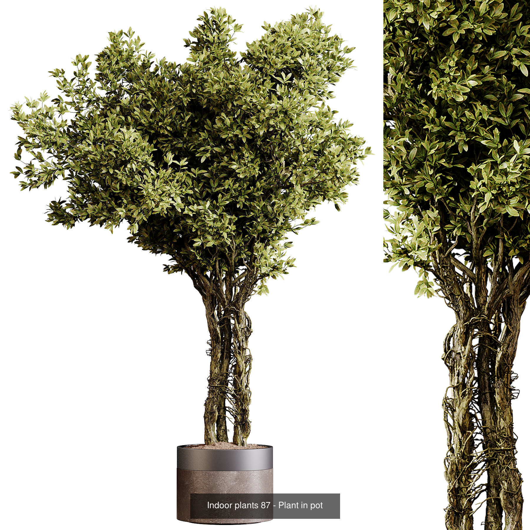 Indoor plants colletion 04 by dii 3D Model Collection_17