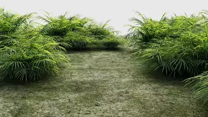 Pteris umbrosa a 3D model