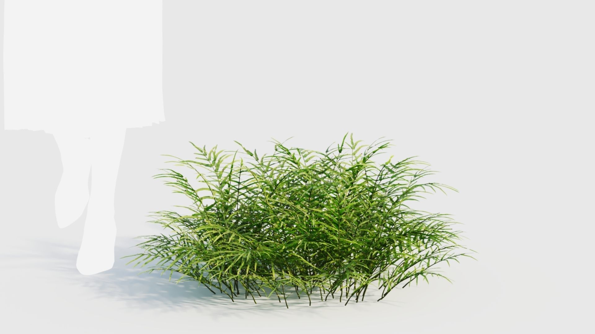 Pteris umbrosa b 3D model_10