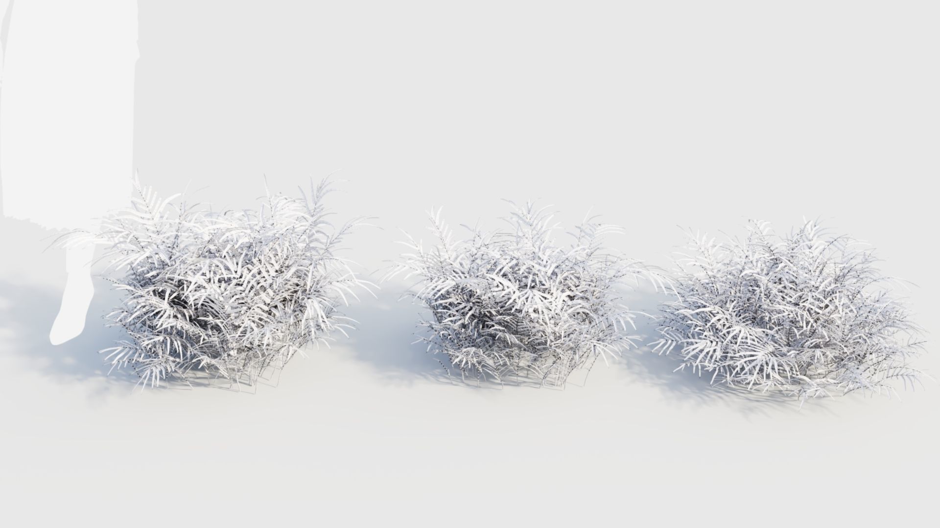 Pteris umbrosa b 3D model_3