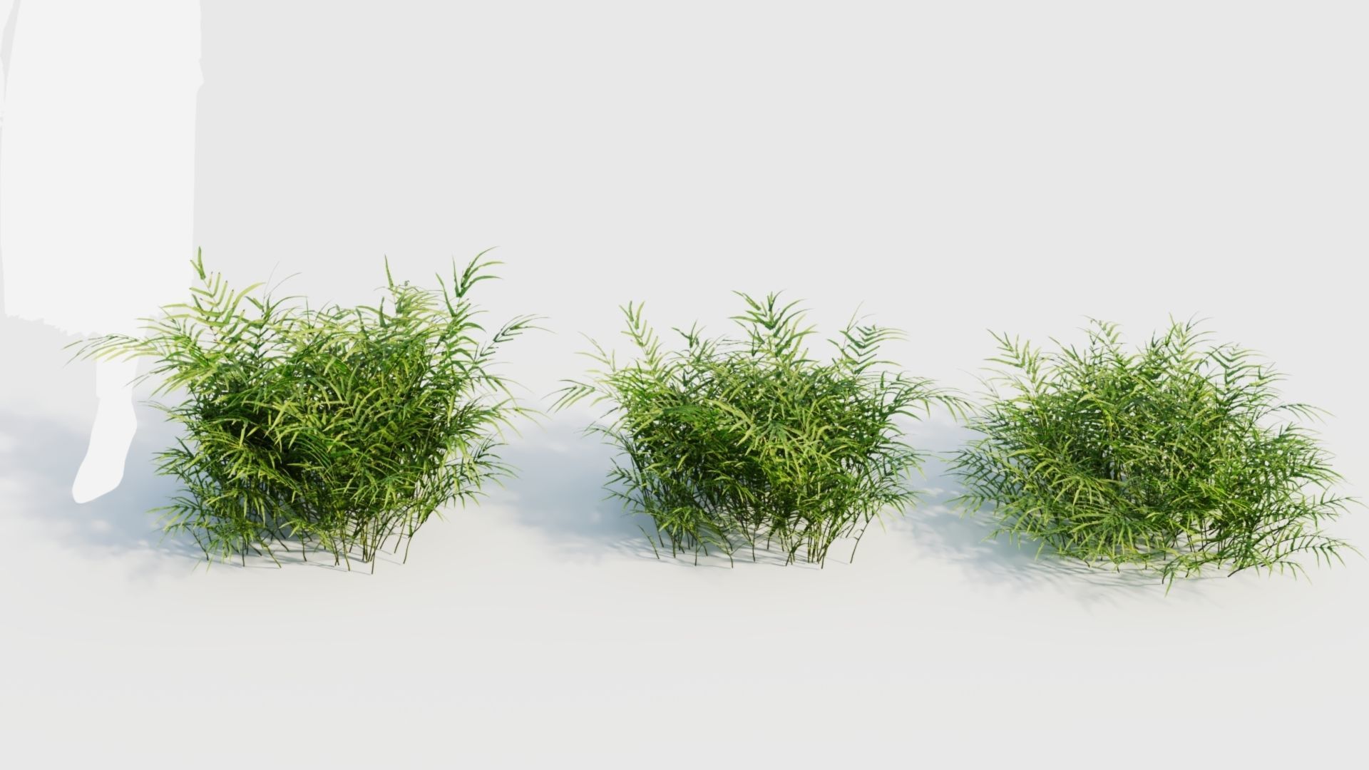 Pteris umbrosa b 3D model_2