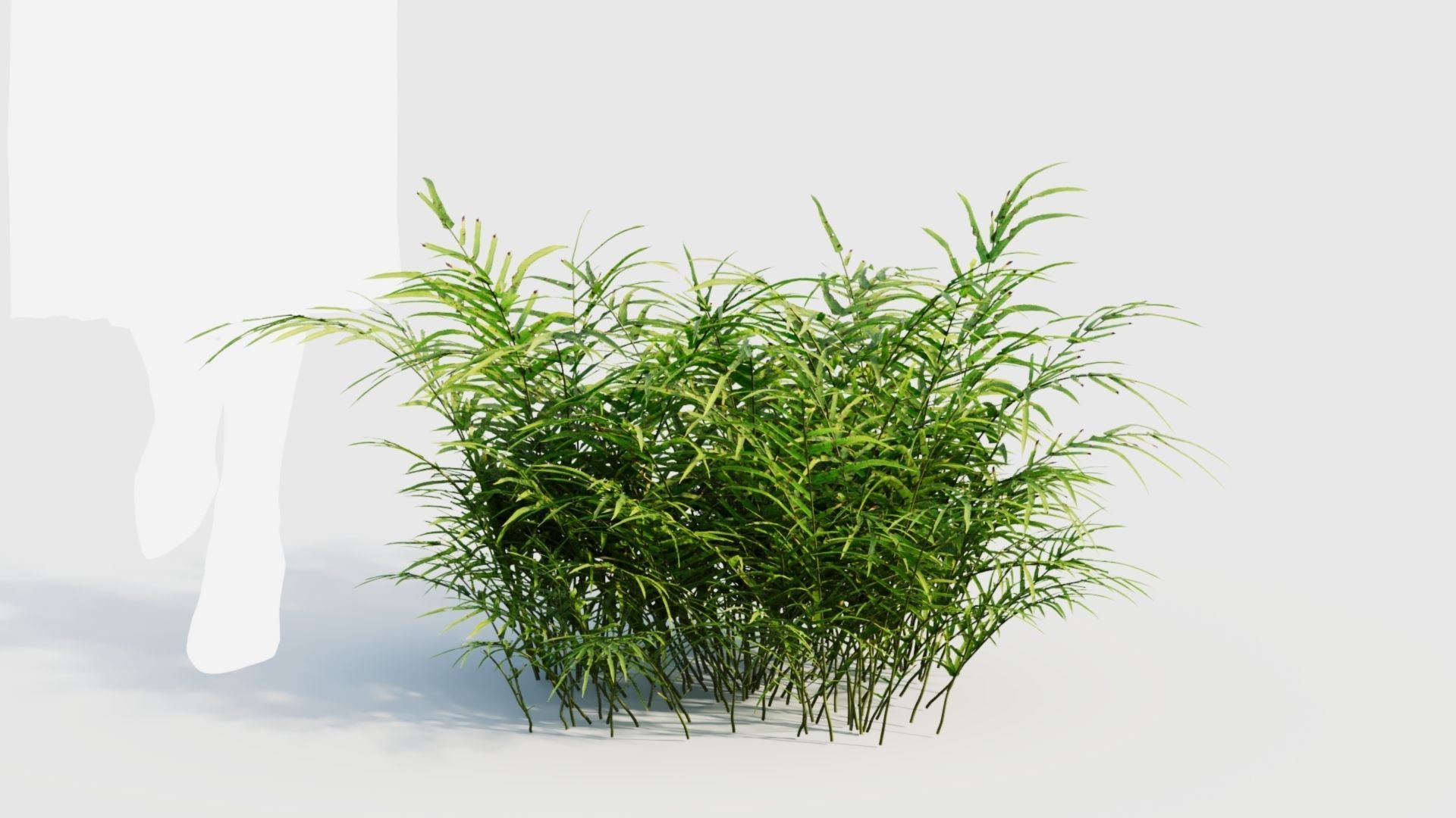 Pteris umbrosa b 3D model_8